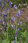 Blue wild indigo